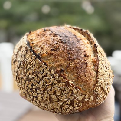 Maple Oat