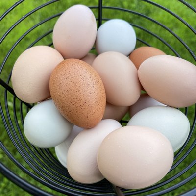 Our Farm Fresh Eggs