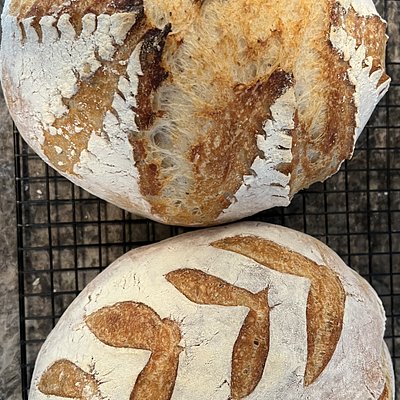 Rosemary Sourdough Round