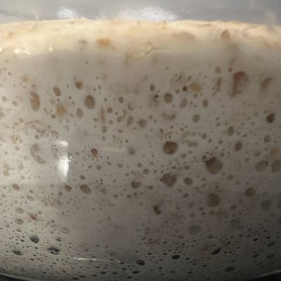 Sourdough starter