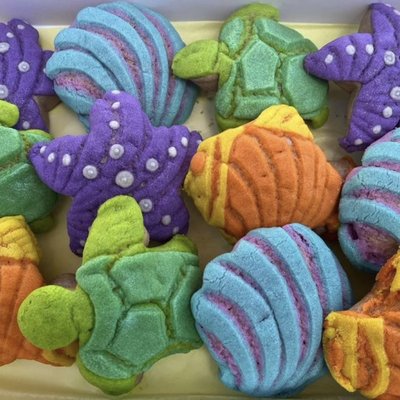 Ocean Conchas
