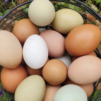 Medium Eggs