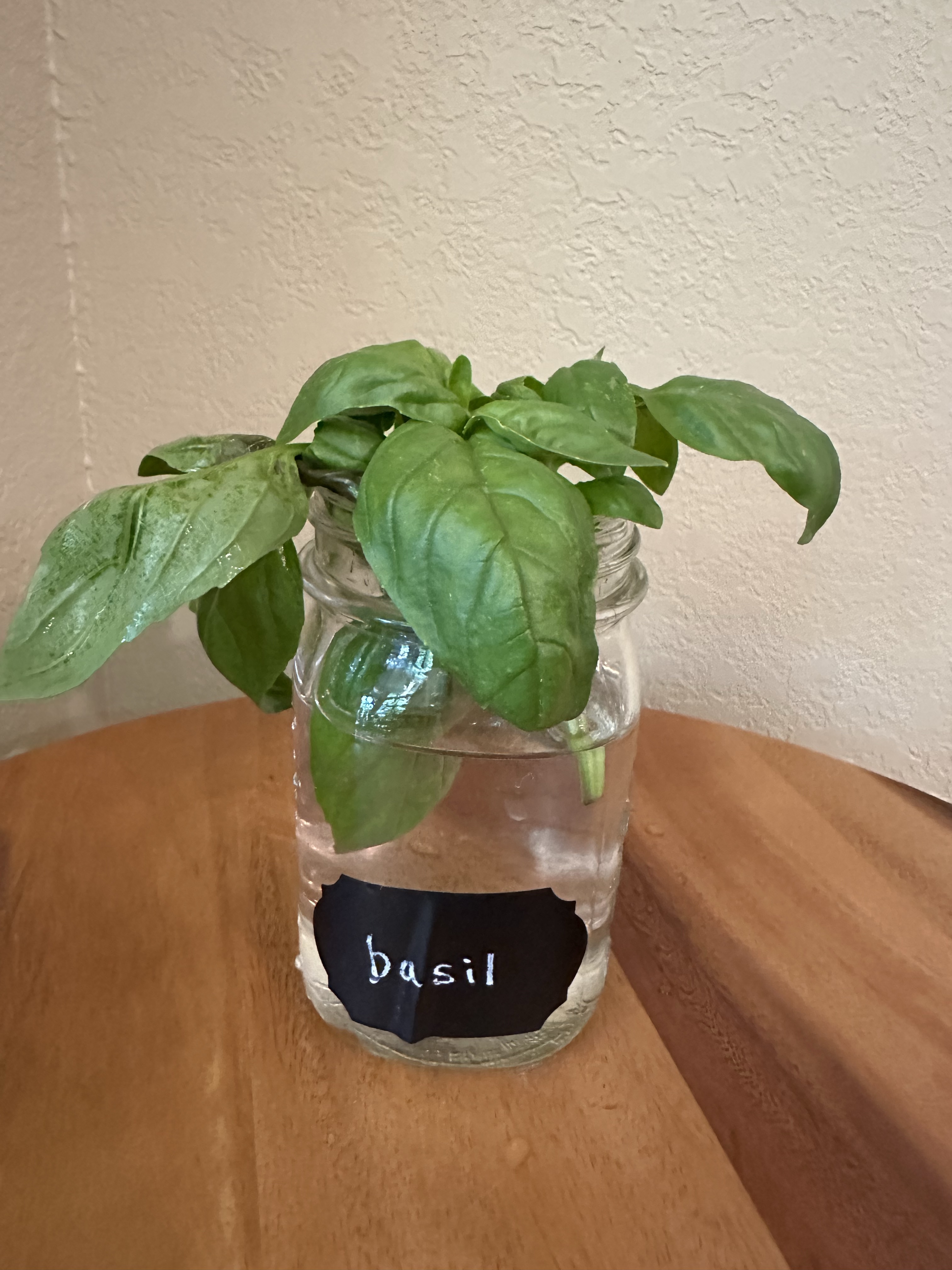 🌱Basil- Fresh Herbs