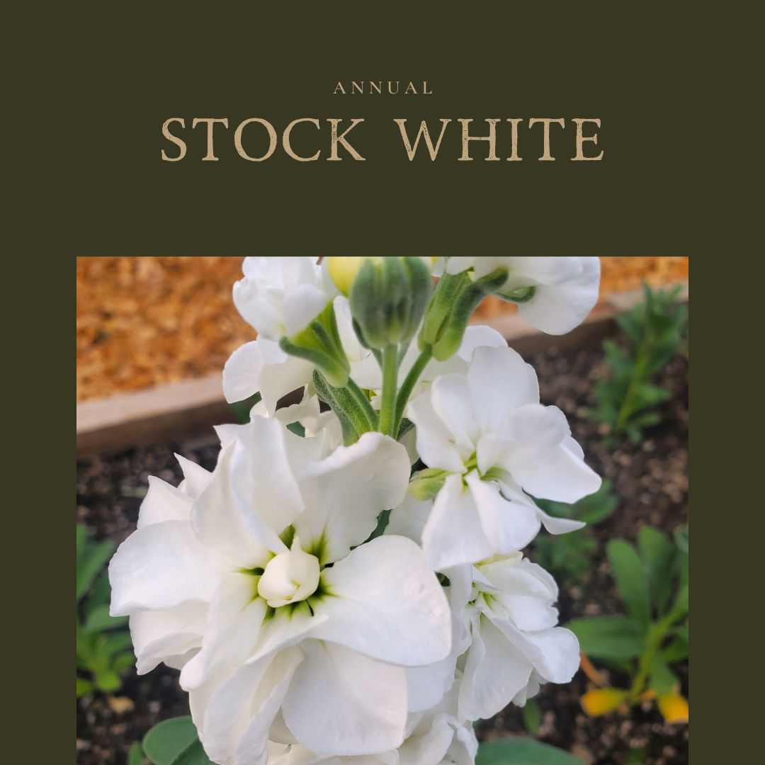 Stock White