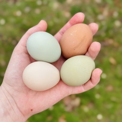 Farm Fresh Eggs (Dozen)