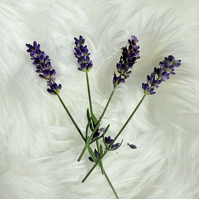 Lavender Oil - Available Sept 11 