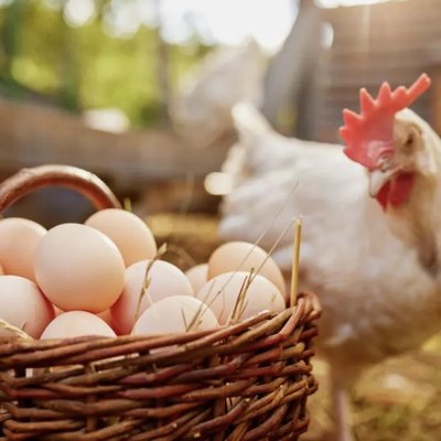 🥚 Farm Fresh Eggs
