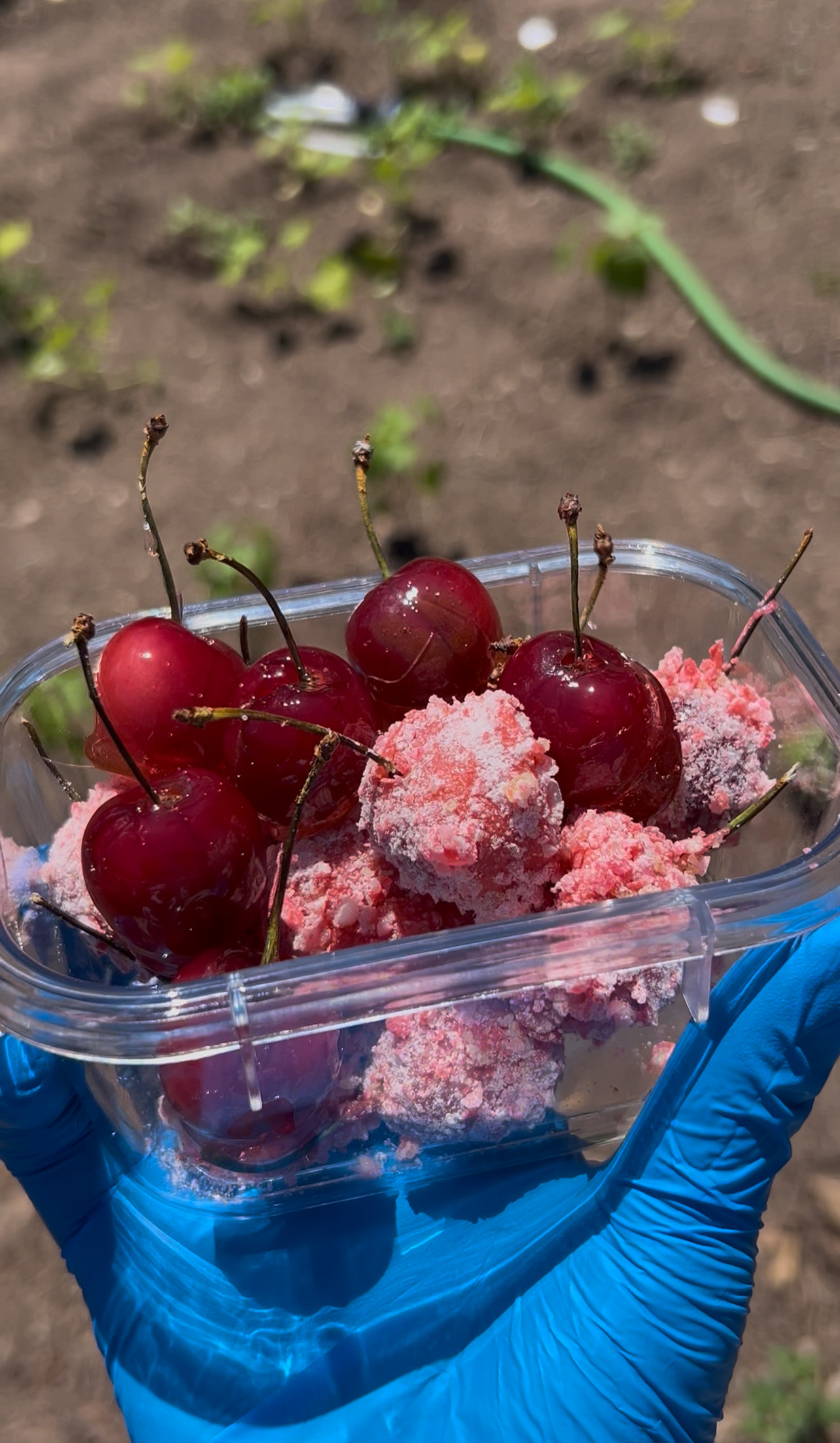 Candied Cherries