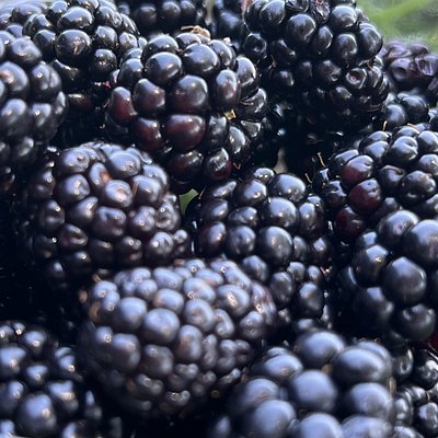 Fresh Picked Tennessee Blackberries 