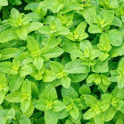 Organic  Peppermint Bag
