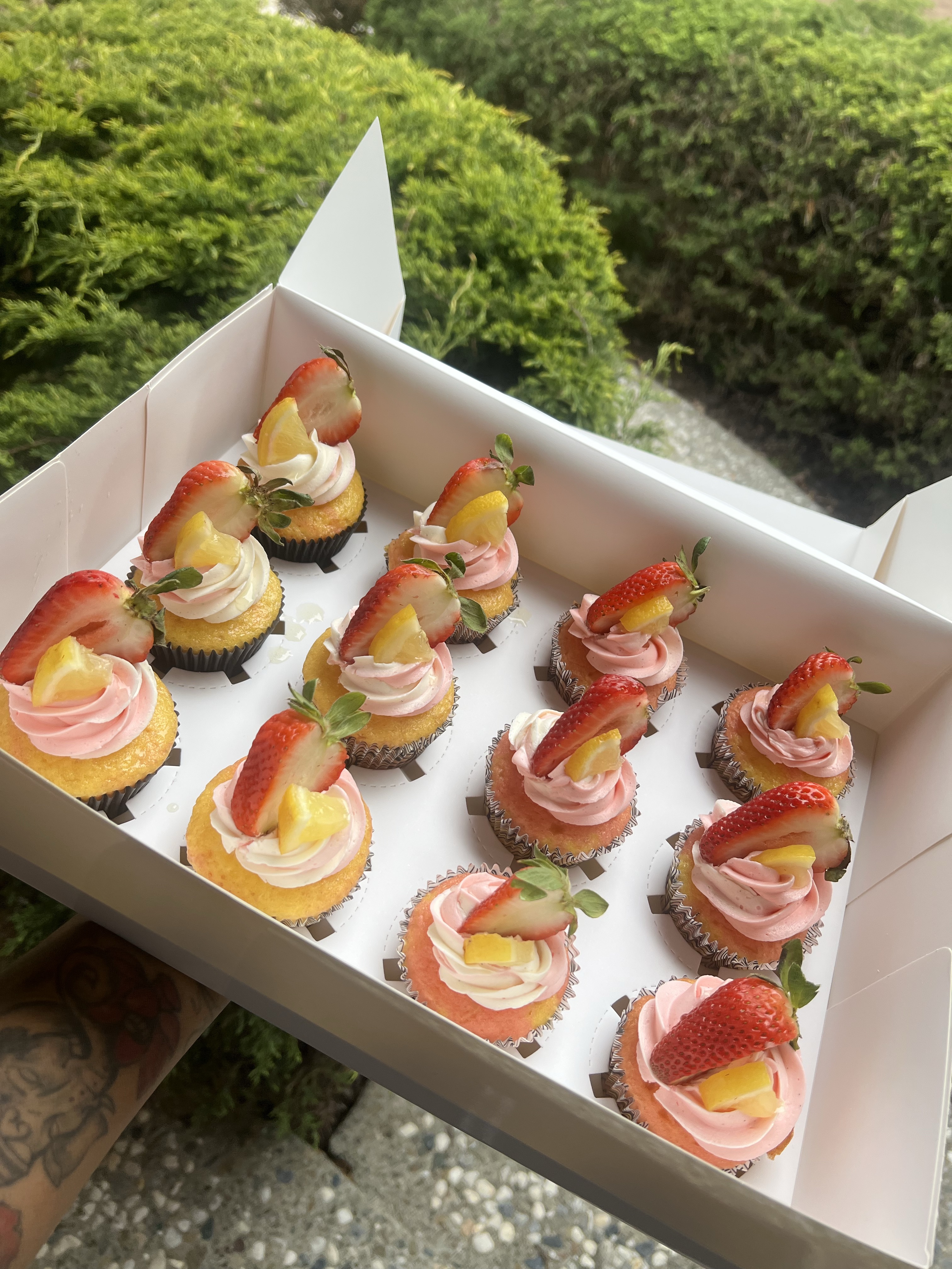 Dozen Cupcakes 