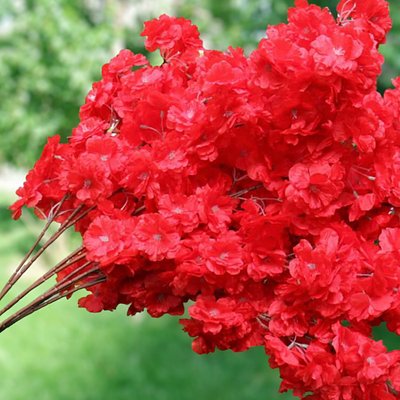 100 Red Cherry Blossom Flowers