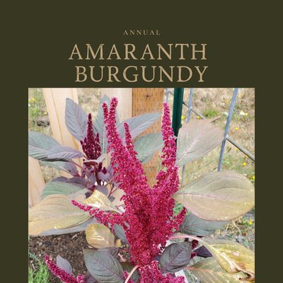 Amaranth Burgundy 