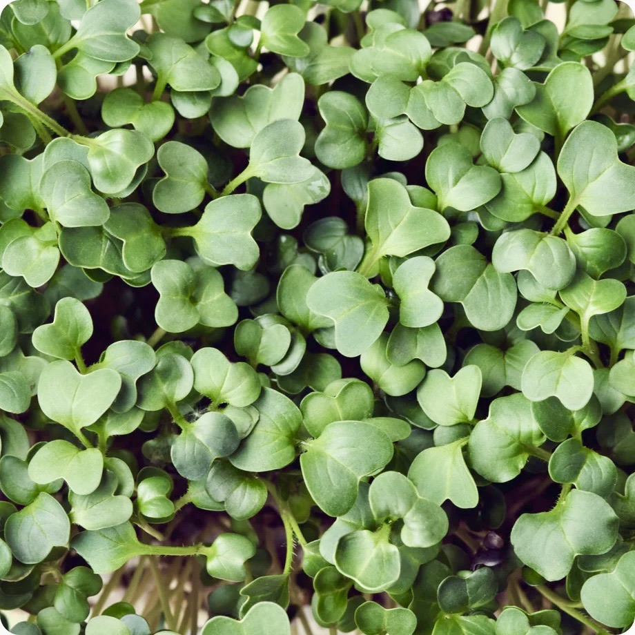 Broccoli