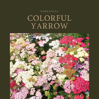 Yarrow Colorful