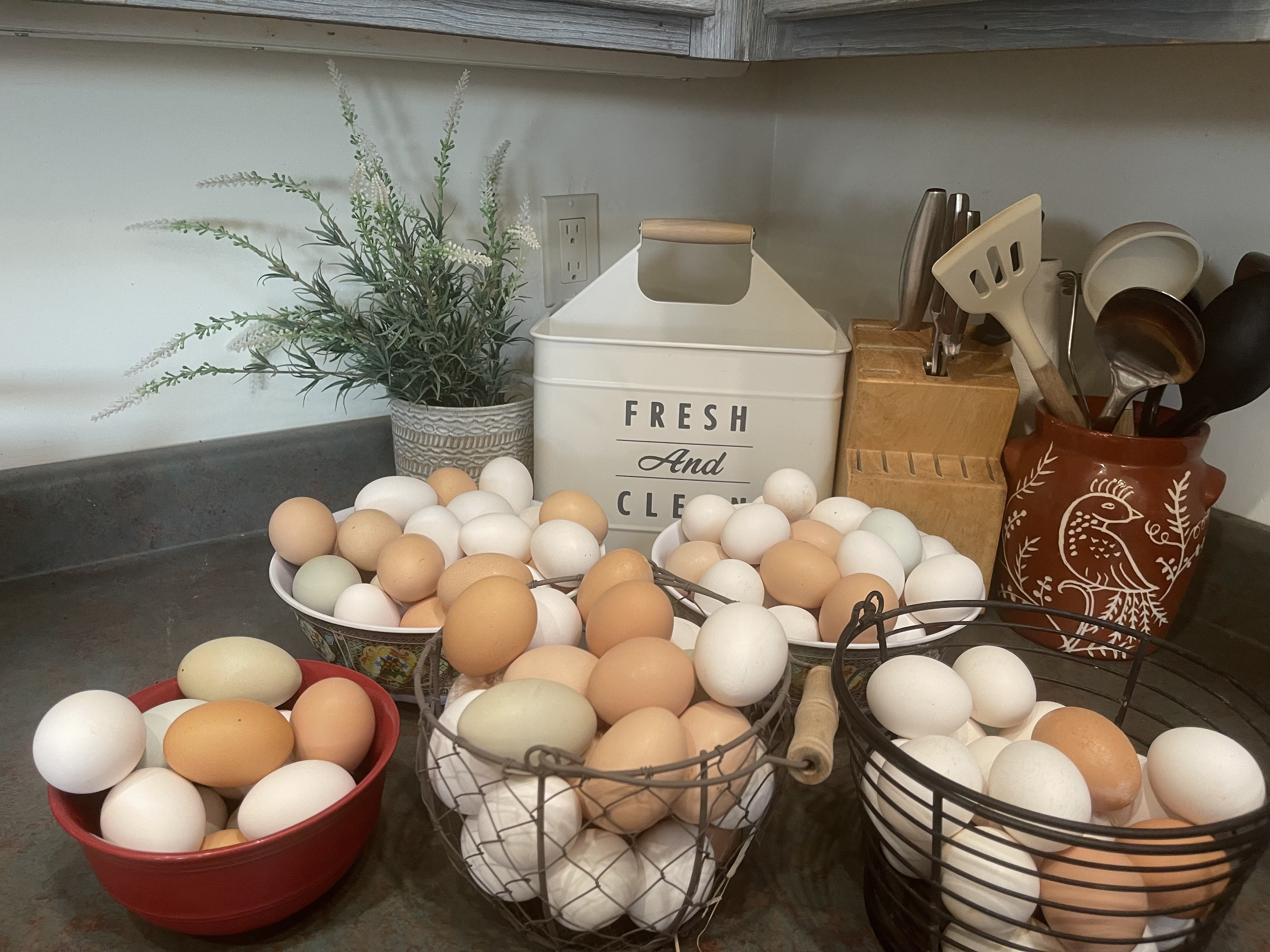 Chicken Eggs