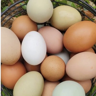 Fresh eggs By The Dozen