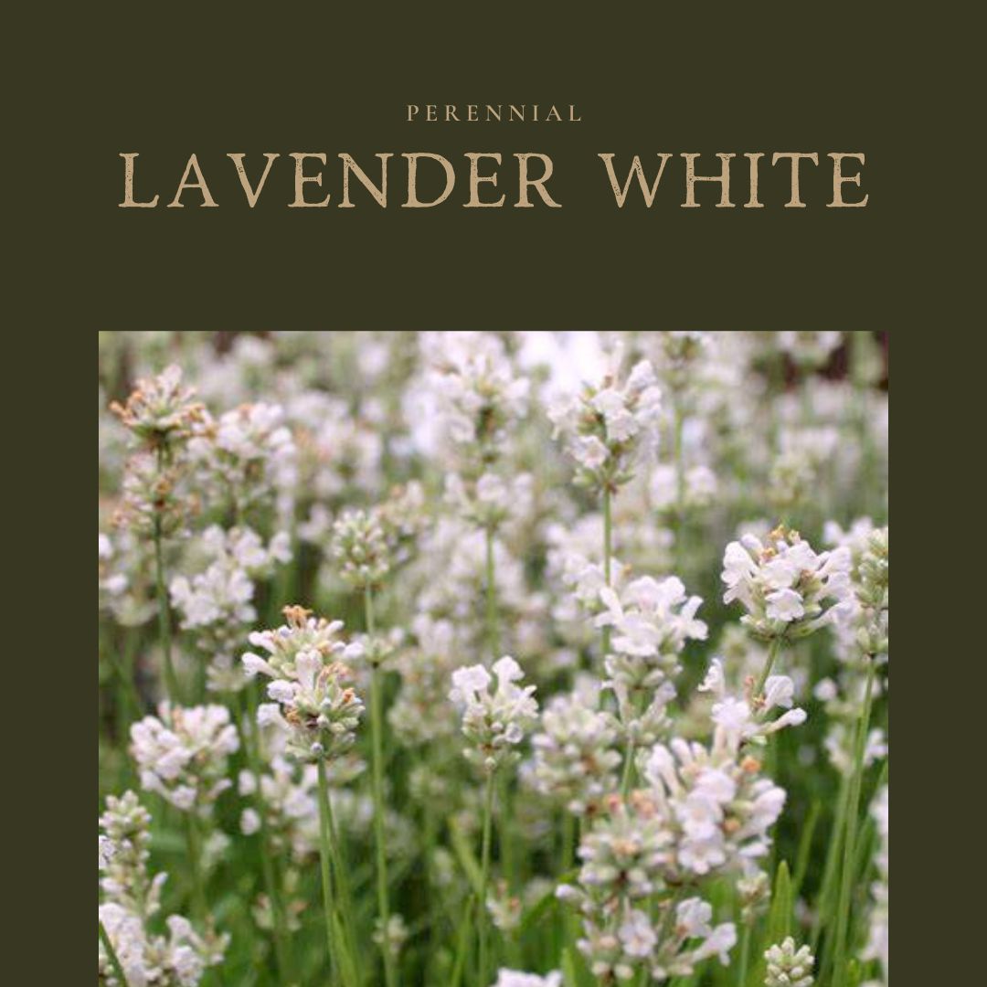 Lavender White
