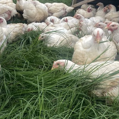 Fresh Whole Chicken