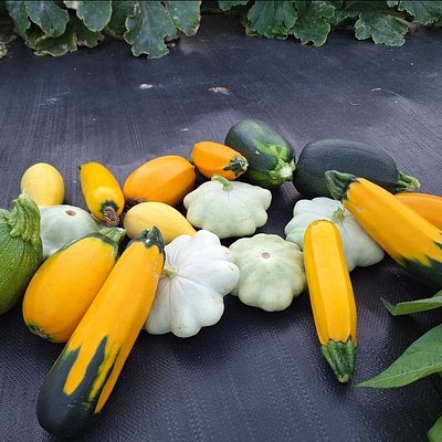 Organic Squash & Zucchini Bag 
