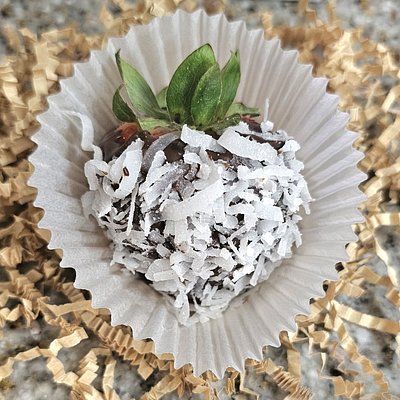 Coconut Chocolate Covered Strawberries - 6 Count