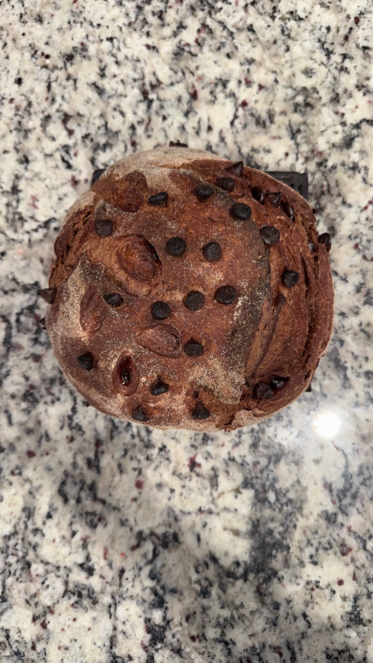 Double Chocolate Chip Sourdough Loaf