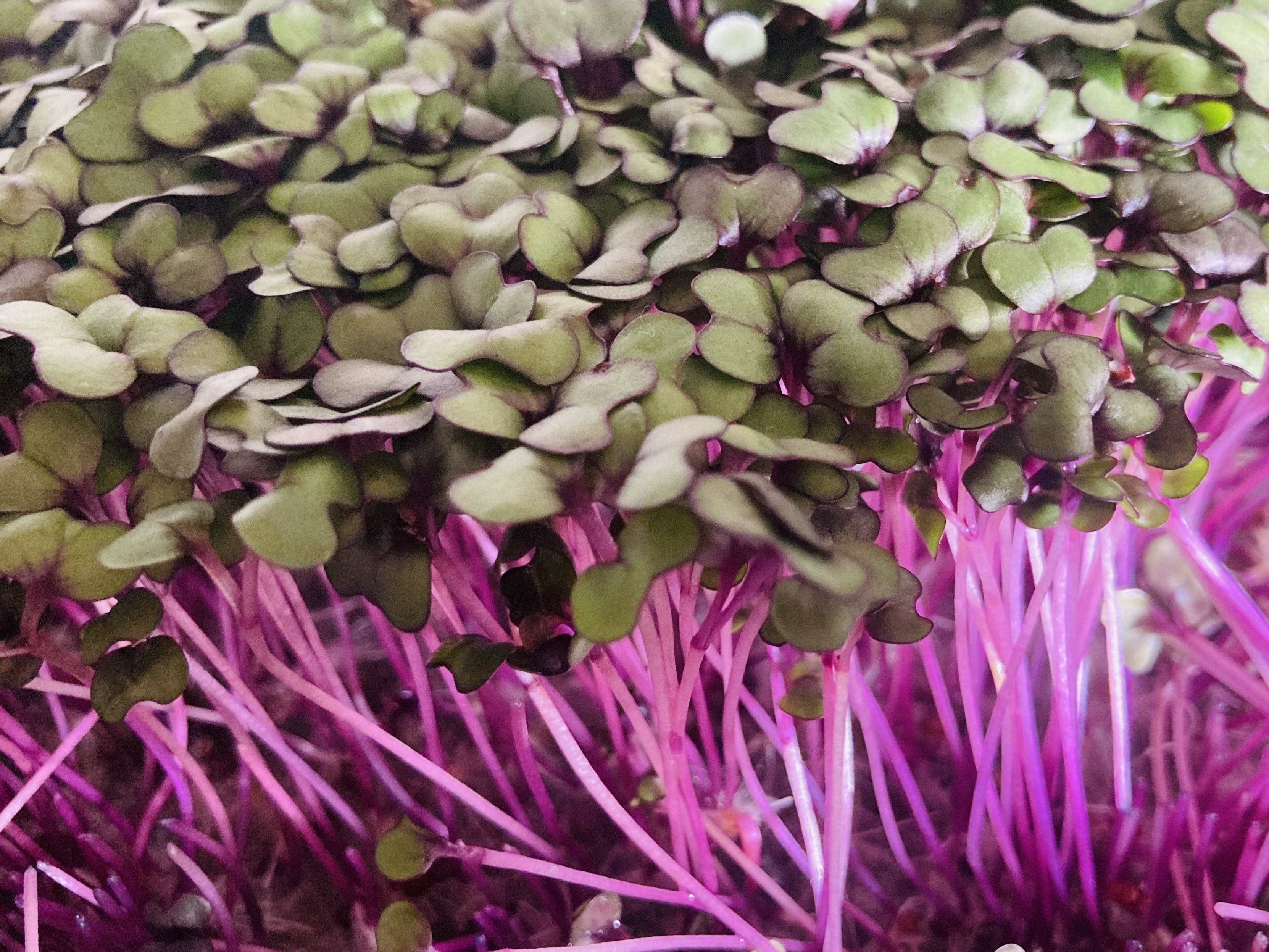 Red Cabbage Microgreens 8 oz