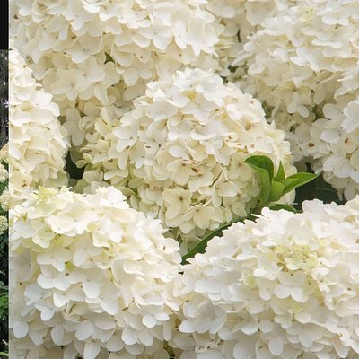 White Hydrangea Bundle (4-5 Hydrangeas)in Jar