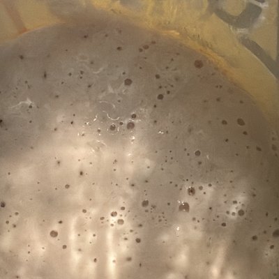 Sourdough Starter