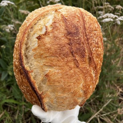 Howie (Rustic Sourdough Loaf)