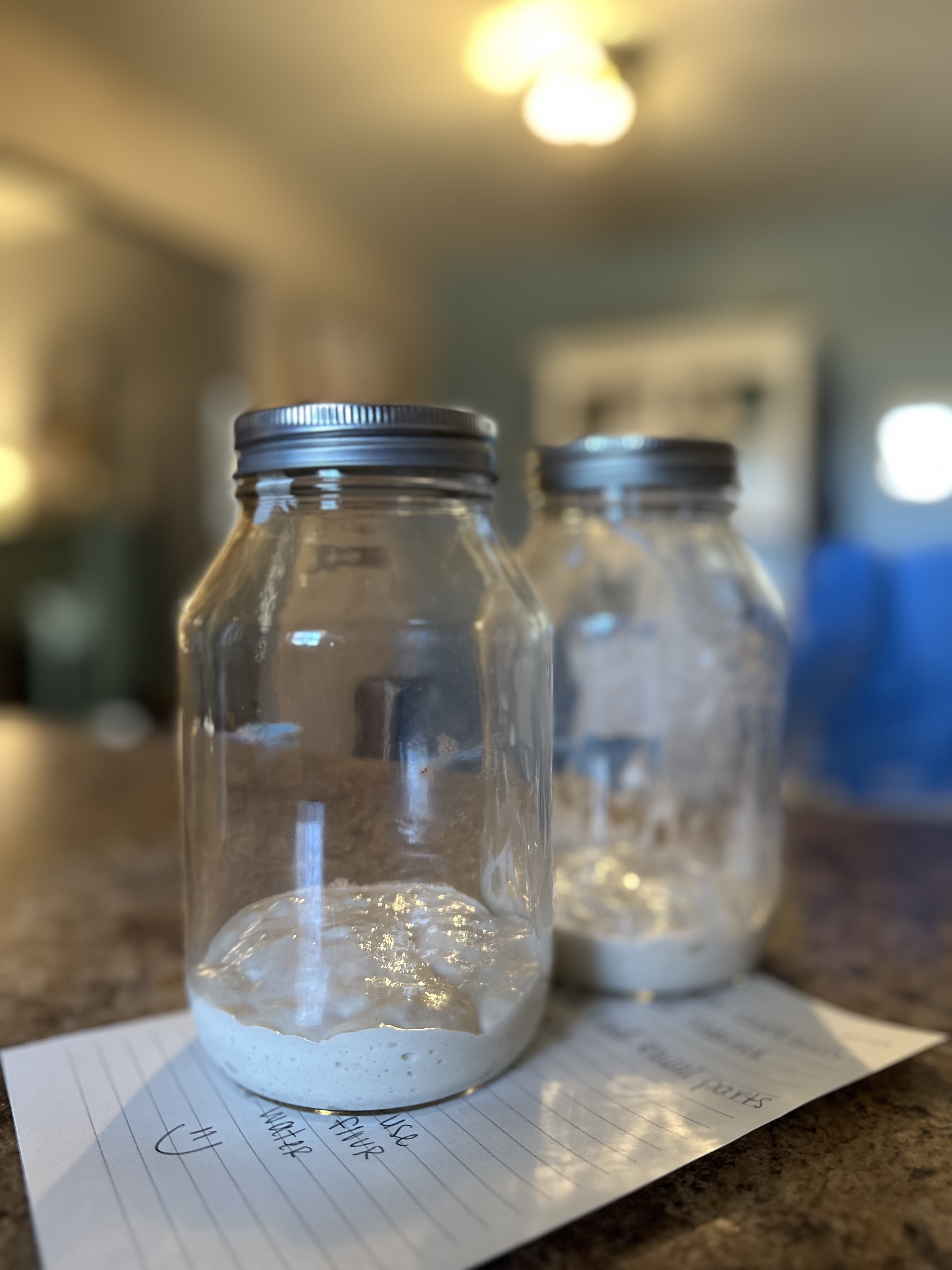 Live Sourdough Starter (without info sheets)