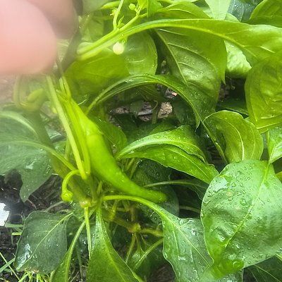 Hot Peppers 