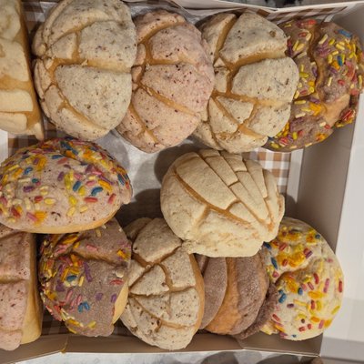 Sourdough Conchas (12)