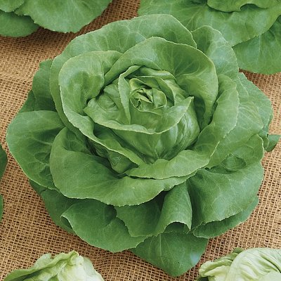 Lettuce: Buttercrunch