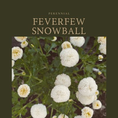 Feverfew Snowball