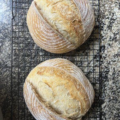 Good Ole  Sourdough - MEDIUM