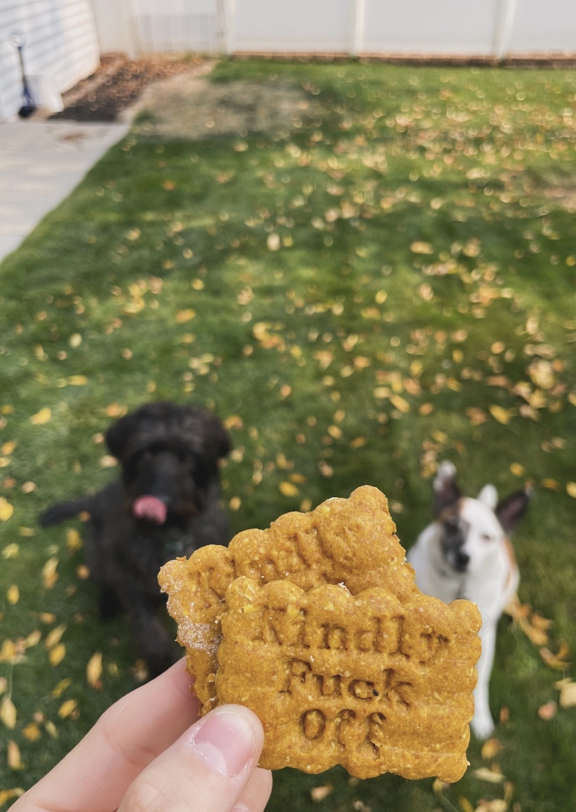 Sourdough Pumpkin Peanut Butter Dog Profanity Edition - 12 PK