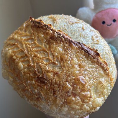 Plain sourdough Loaf 