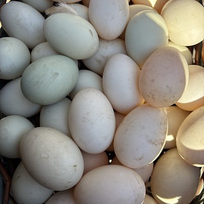 Duck Eggs