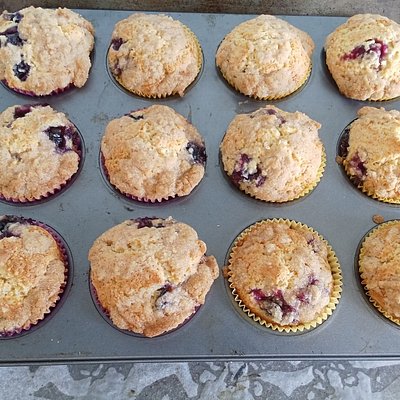 Blue Berry Muffins 6 Pack