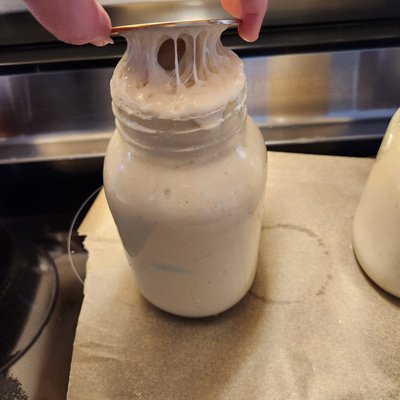 Sourdough starter "Bell"