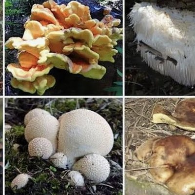 Fresh Foraged Mushrooms (Seasonal)