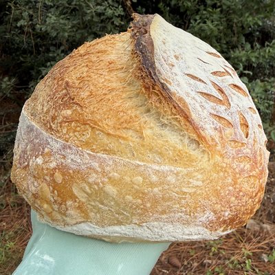 Plain Sourdough