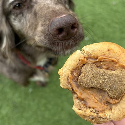 Pup Cookies x2
