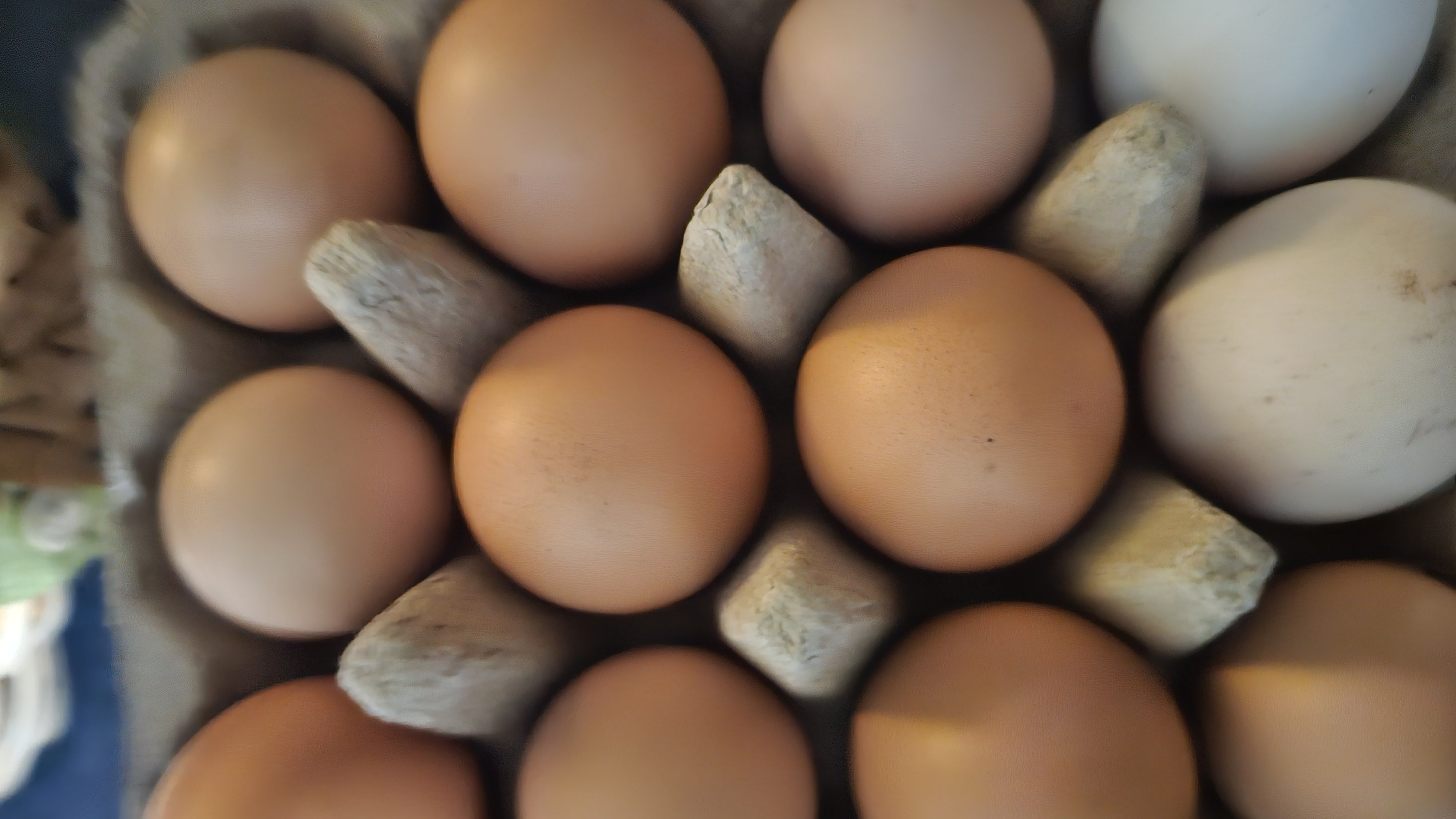 Farm Fresh Eggs