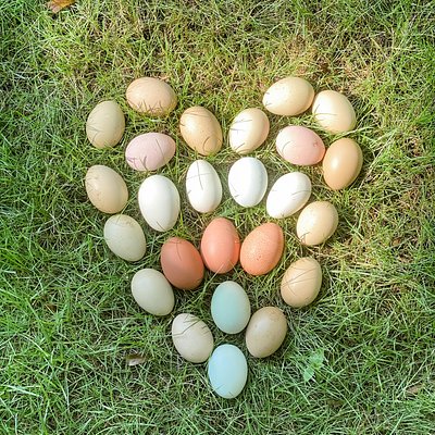 Farm Fresh Eggs - 1 Dozen