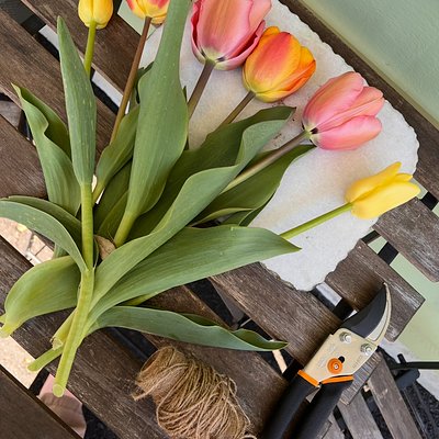 Fresh Cut Tulips (6) 