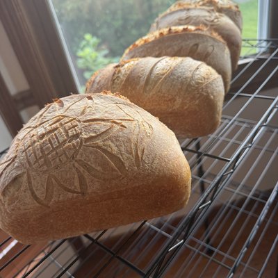Whole Wheat Sourdough