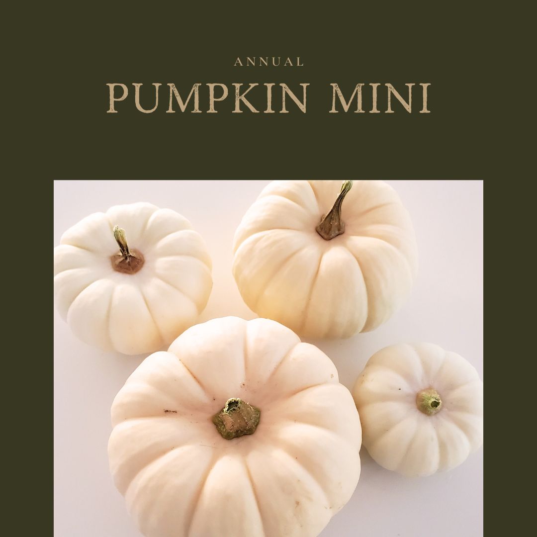 Pumkpin Mini White