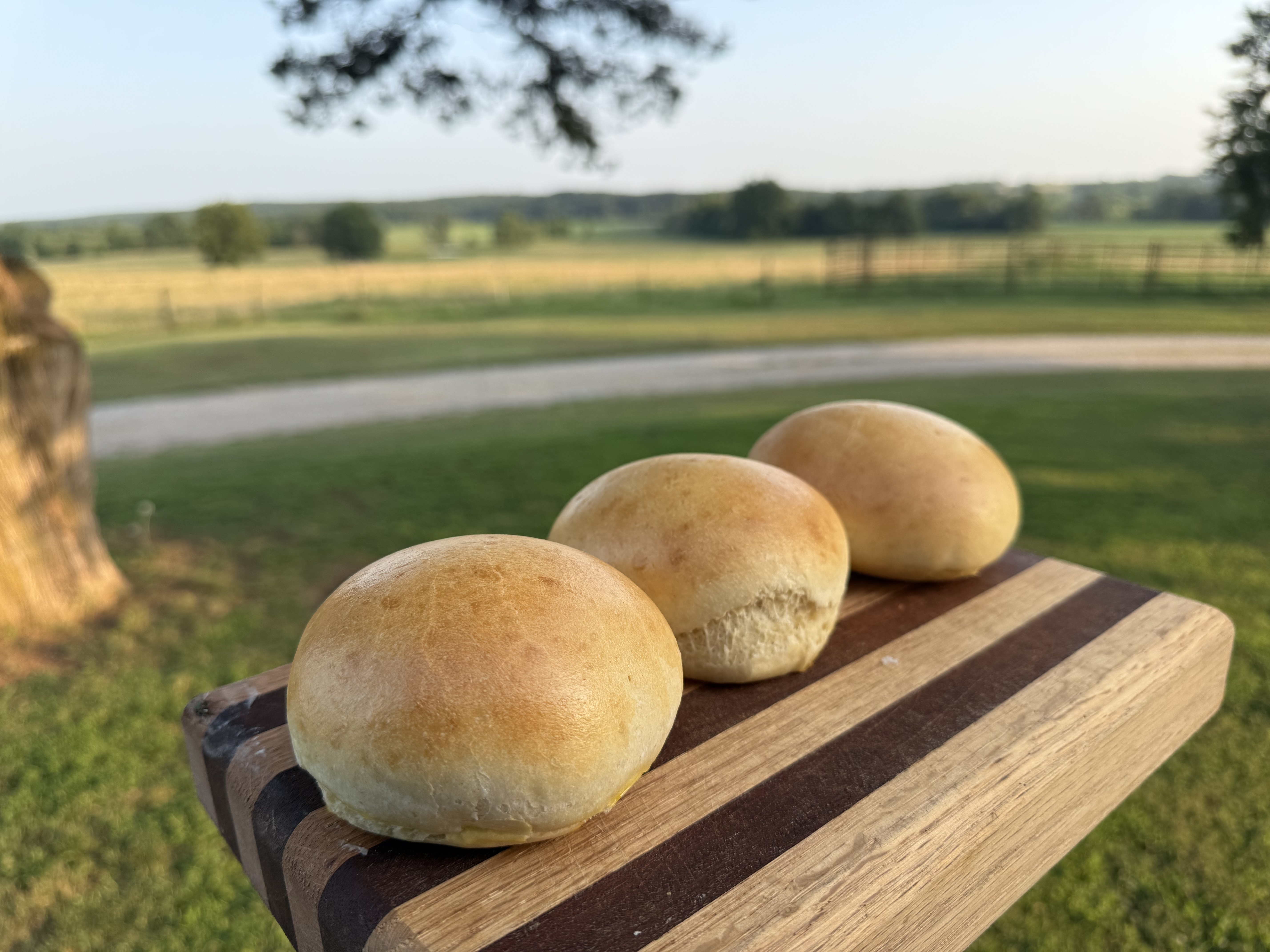 1doz. Large Sourdough Rolls Or Buns 